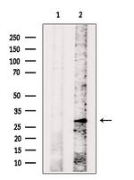 MPZL1 Polyclonal Antibody