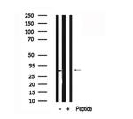 MPZL1 Antibody in Western Blot (WB)
