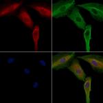 SIK3 Antibody in Immunocytochemistry (ICC/IF)