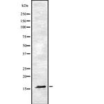 RAMP1 Polyclonal Antibody