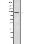 RASA4 Antibody in Western Blot (WB)