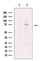 CoAA Polyclonal Antibody