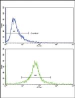 CDK1 Antibody in Flow Cytometry (Flow)