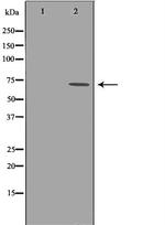 c-Rel Polyclonal Antibody