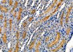 ATP6IP2 Antibody in Immunohistochemistry (Paraffin) (IHC (P))