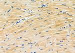 ARHGAP28 Antibody in Immunohistochemistry (Paraffin) (IHC (P))