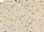 ARHGAP28 Antibody in Immunohistochemistry (Paraffin) (IHC (P))