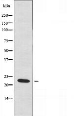 RhoB Antibody in Western Blot (WB)