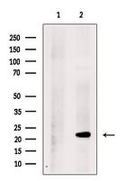 RPL26 Antibody in Western Blot (WB)