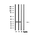 RIT1 Polyclonal Antibody