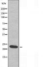RPS9 Polyclonal Antibody