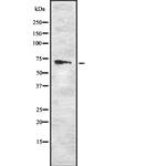 RYK Polyclonal Antibody