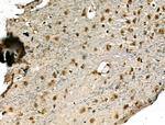 STAG1 Antibody in Immunohistochemistry (Paraffin) (IHC (P))