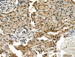 STAG1 Antibody in Immunohistochemistry (Paraffin) (IHC (P))