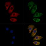 SCARF1 Polyclonal Antibody