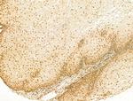 SCXA Antibody in Immunohistochemistry (Paraffin) (IHC (P))
