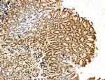 SCXA Antibody in Immunohistochemistry (Paraffin) (IHC (P))