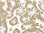 SCXA Antibody in Immunohistochemistry (Paraffin) (IHC (P))