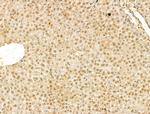 SCXA Antibody in Immunohistochemistry (Paraffin) (IHC (P))