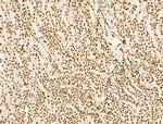SCXA Antibody in Immunohistochemistry (Paraffin) (IHC (P))