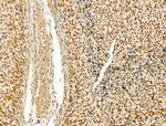 SCXA Antibody in Immunohistochemistry (Paraffin) (IHC (P))