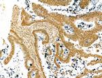 SCXA Antibody in Immunohistochemistry (Paraffin) (IHC (P))