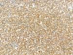 SCXA Antibody in Immunohistochemistry (Paraffin) (IHC (P))
