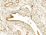SCXA Antibody in Immunohistochemistry (Paraffin) (IHC (P))