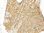 SCXA Antibody in Immunohistochemistry (Paraffin) (IHC (P))