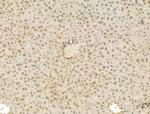 SCXA Antibody in Immunohistochemistry (Paraffin) (IHC (P))