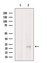 SCXA Antibody in Western Blot (WB)