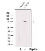 SDPR Polyclonal Antibody