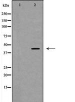 CD62L Antibody in Western Blot (WB)