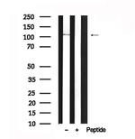 SEMA4B Antibody in Western Blot (WB)