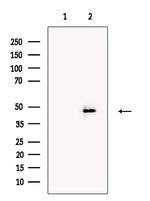 SERBP1 Polyclonal Antibody