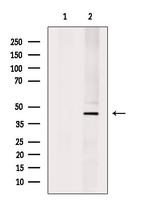 SERPINB1 Antibody in Western Blot (WB)
