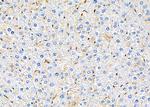 SH2D4A Antibody in Immunohistochemistry (Paraffin) (IHC (P))