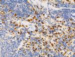 SHANK3 Antibody in Immunohistochemistry (Paraffin) (IHC (P))