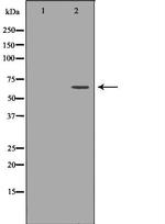SHP-1 Antibody in Western Blot (WB)