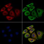 SIGLEC9 Polyclonal Antibody