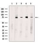 MAPKAP1 Polyclonal Antibody