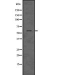 MAPKAP1 Polyclonal Antibody