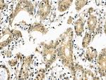 SIRT7 Antibody in Immunohistochemistry (Paraffin) (IHC (P))