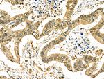 SIRT7 Polyclonal Antibody