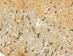 SIRT7 Antibody in Immunohistochemistry (Paraffin) (IHC (P))