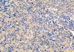 Nhe-1 Antibody in Immunohistochemistry (Paraffin) (IHC (P))
