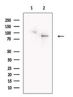 SLCO1C1 Antibody in Western Blot (WB)