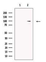 Smoothelin Antibody in Western Blot (WB)