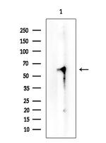 SMARCB1 Antibody in Western Blot (WB)