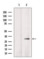 SNRPN Antibody in Western Blot (WB)